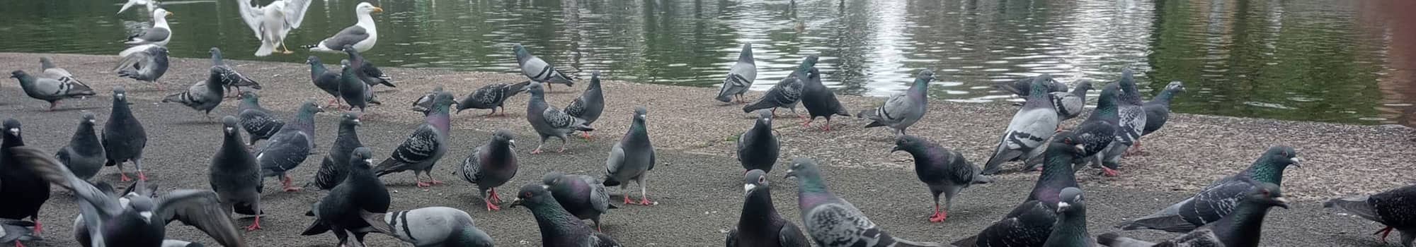 Feeding pigeons in the park in Tiverton