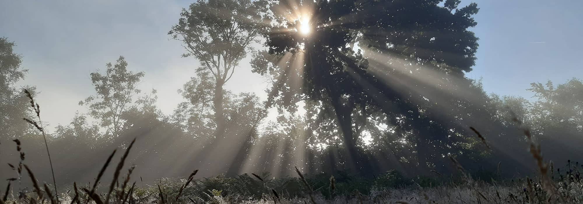 Sun shining through trees in woodland in Exeter