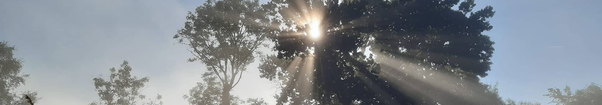 Sun shining through trees in woodland in Exeter