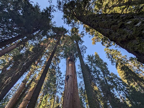 Looking up at the sky through the trees