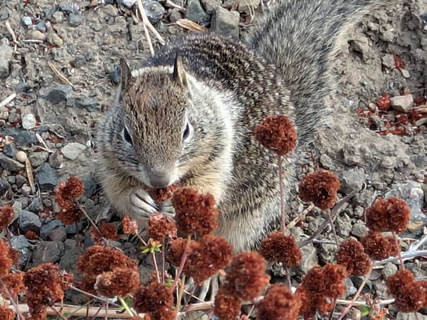 Squirrel in Exeter park