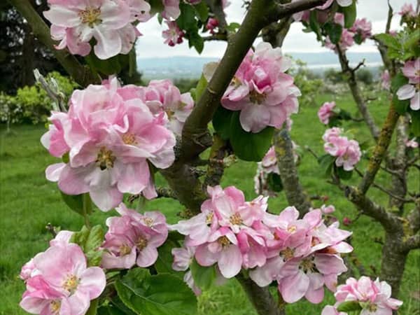 New flowers in bloom