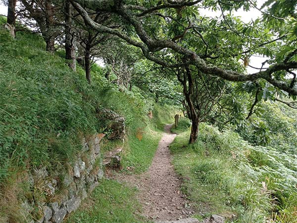 Forest path in Tiverton